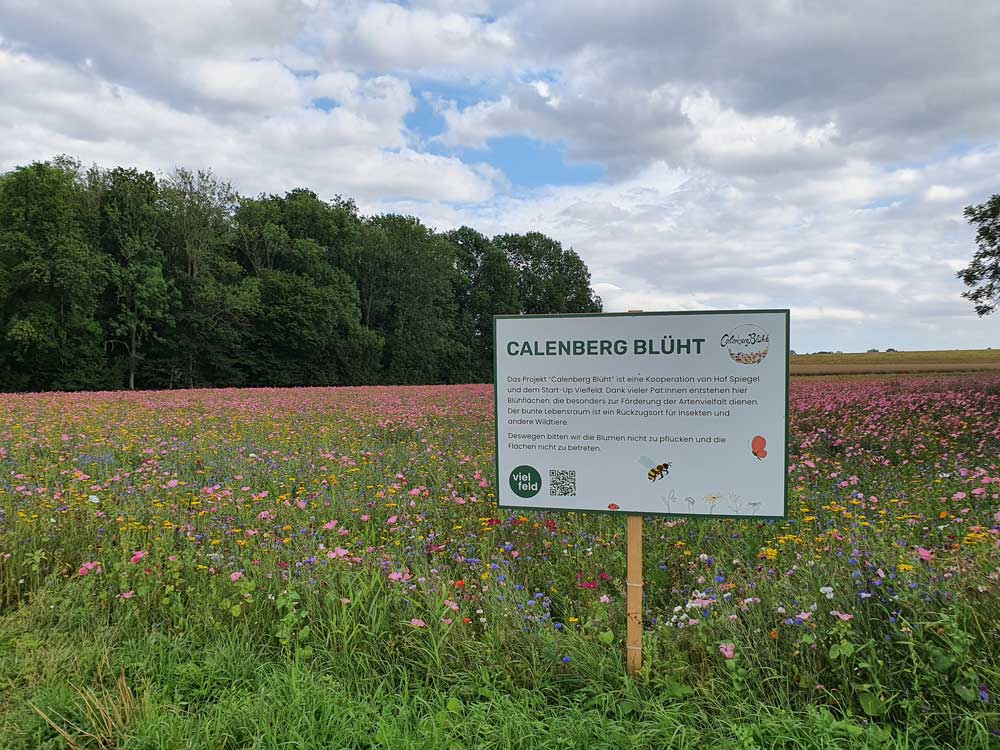 buntes Blumenfeld der Aktion Calenberg blüht